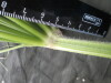Thumbnail IMG_3357.JPG 