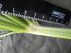 Thumbnail IMG_3358.JPG 