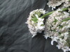 Thumbnail IMG_3362.JPG 