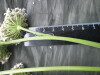 Thumbnail IMG_3363.JPG 