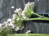 Thumbnail IMG_3364.JPG 