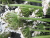 Thumbnail IMG_3365.JPG 