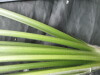 Thumbnail IMG_3366.JPG 