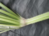 Thumbnail IMG_3367.JPG 