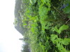 Thumbnail IMG_2881.JPG 