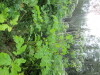 Thumbnail IMG_2882.JPG 