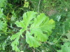 Thumbnail IMG_2883.JPG 