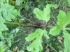 Thumbnail IMG_2884.JPG 