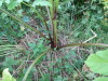 Thumbnail IMG_2885.JPG 