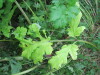Thumbnail IMG_2886.JPG 