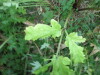 Thumbnail IMG_2887.JPG 