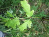 Thumbnail IMG_2888.JPG 