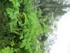 Thumbnail IMG_2889.JPG 