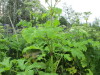 Thumbnail IMG_2891.JPG 