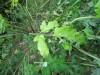 Thumbnail IMG_2892.JPG 