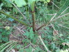 Thumbnail IMG_2893.JPG 