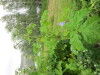 Thumbnail IMG_2894.JPG 