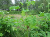 Thumbnail IMG_2896.JPG 