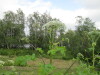 Thumbnail IMG_2897.JPG 