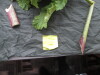 Thumbnail IMG_3578.JPG 