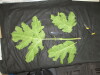 Thumbnail IMG_3580.JPG 