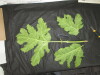 Thumbnail IMG_3581.JPG 