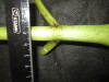 Thumbnail IMG_3582.JPG 