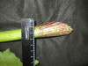Thumbnail IMG_3583.JPG 