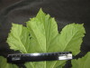 Thumbnail IMG_3584.JPG 
