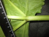 Thumbnail IMG_3585.JPG 