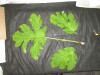 Thumbnail IMG_3586.JPG 