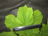 Thumbnail IMG_3588.JPG 