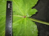 Thumbnail IMG_3589.JPG 