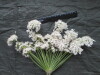 Thumbnail IMG_3595.JPG 
