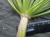 Thumbnail IMG_3597.JPG 