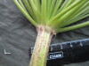 Thumbnail IMG_3598.JPG 