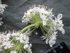 Thumbnail IMG_3600.JPG 