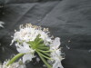 Thumbnail IMG_3601.JPG 
