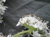 Thumbnail IMG_3602.JPG 