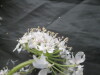 Thumbnail IMG_3603.JPG 