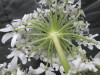 Thumbnail IMG_3604.JPG 