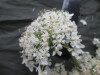 Thumbnail IMG_3605.JPG 