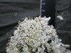 Thumbnail IMG_3606.JPG 