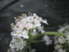 Thumbnail IMG_3607.JPG 