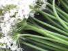 Thumbnail IMG_3608.JPG 