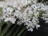 Thumbnail IMG_3610.JPG 
