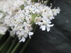 Thumbnail IMG_3611.JPG 