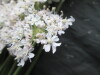 Thumbnail IMG_3612.JPG 