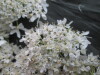 Thumbnail IMG_3613.JPG 