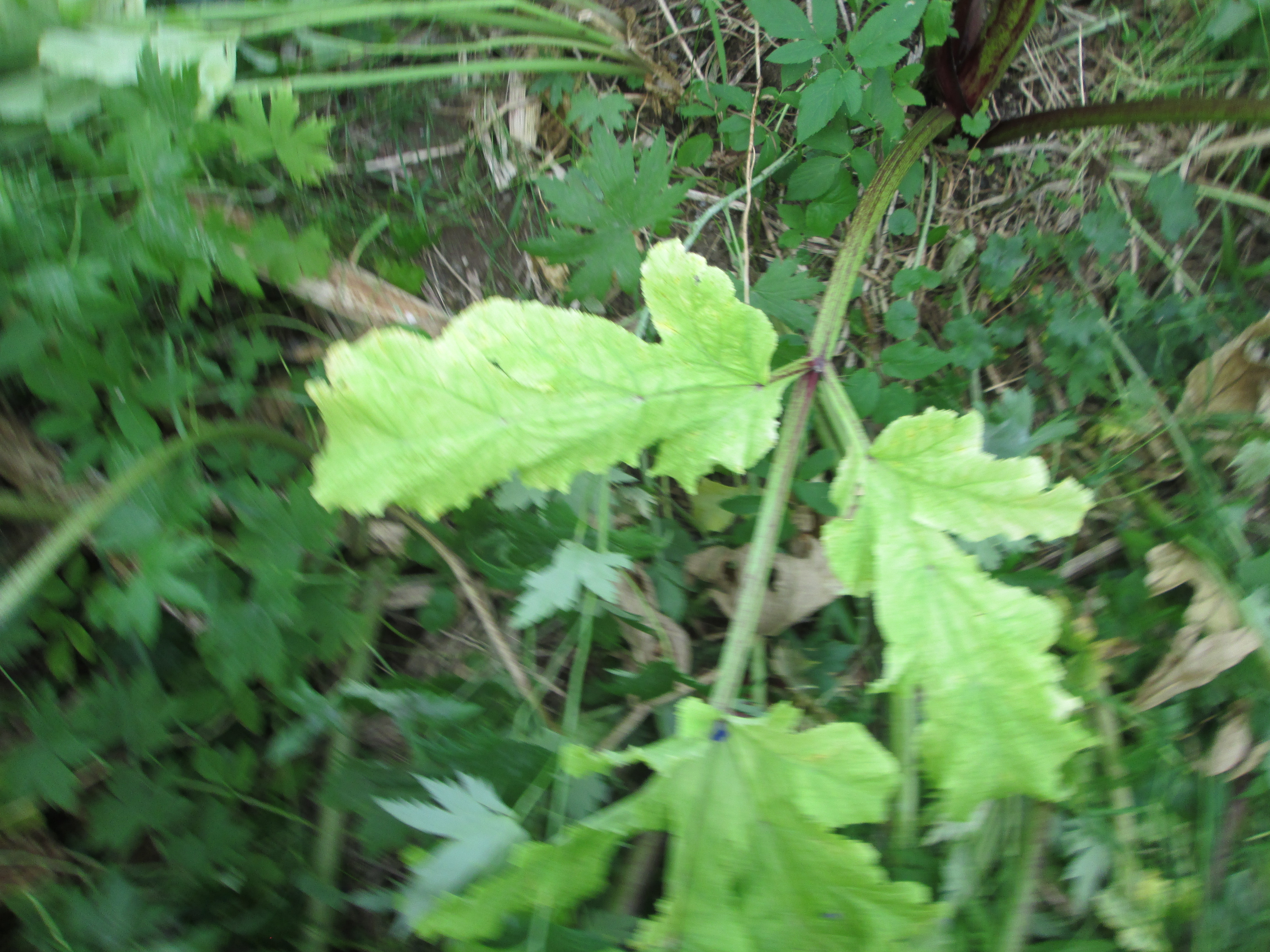 IMG_2887.JPG 